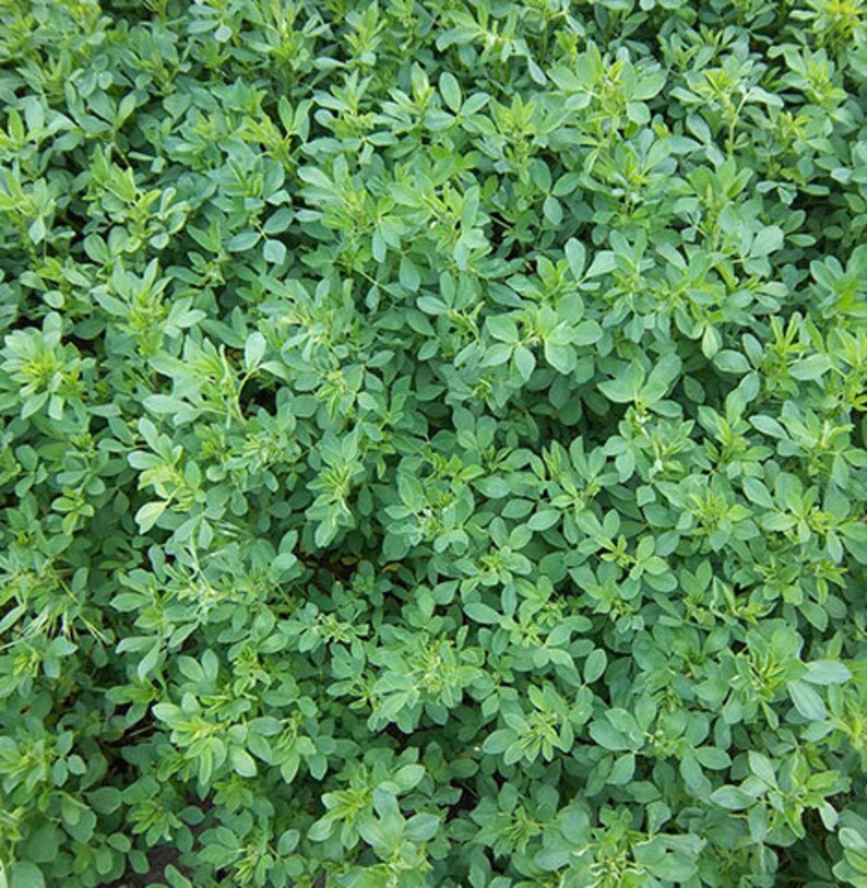 Портрет человека